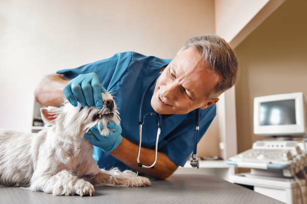 Trusted LA Emergency Dental Service Experts